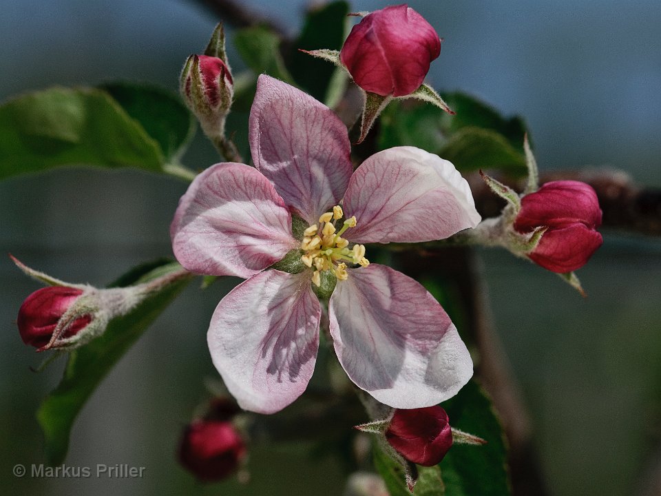 Apfelblüte