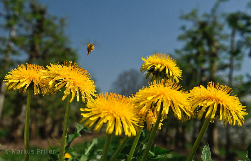 Überflieger