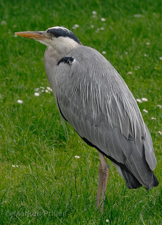 Fischreiher