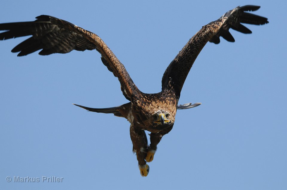 Fliegender Adler